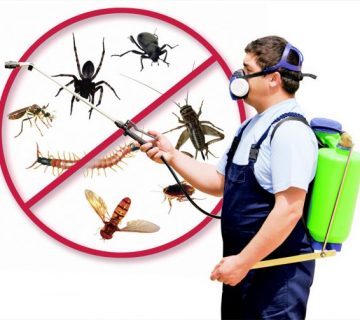 مكافحة الحشرات الطائرة 4 شركات آمنة لإبادة الحشرات بالرياض 1 e1573662077172
