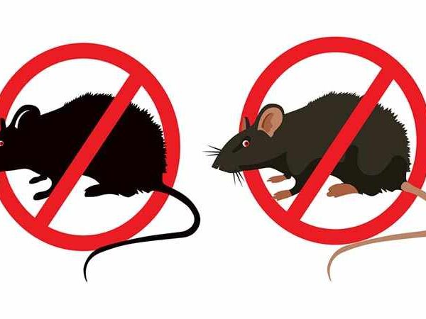 مبيدات القوارض